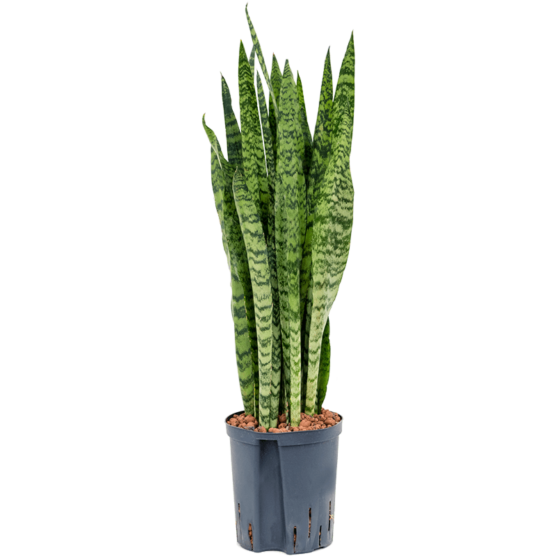 Sansevieria zeylanica