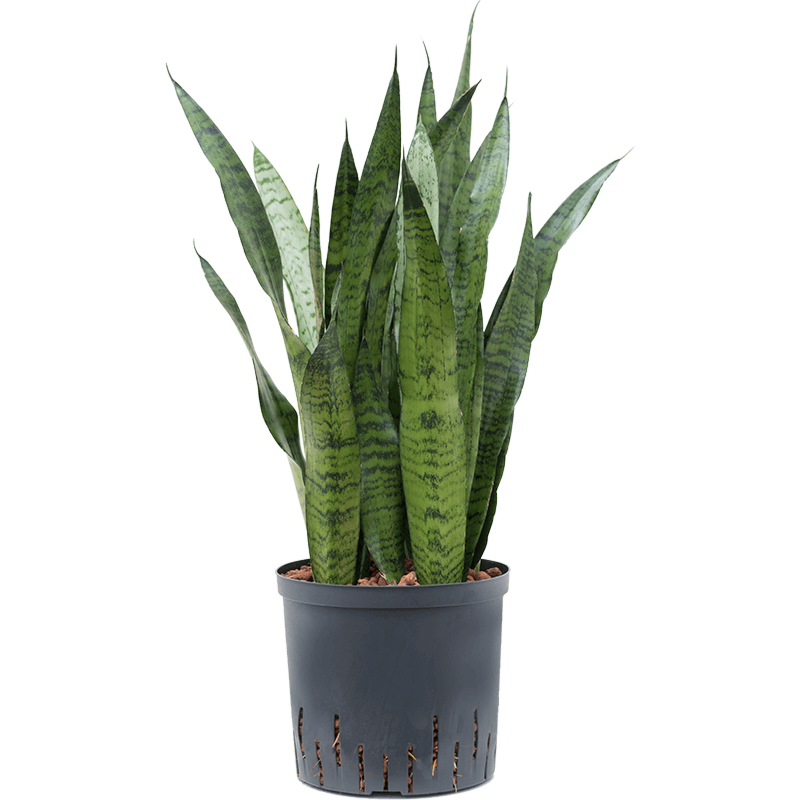 Sansevieria zeylanica