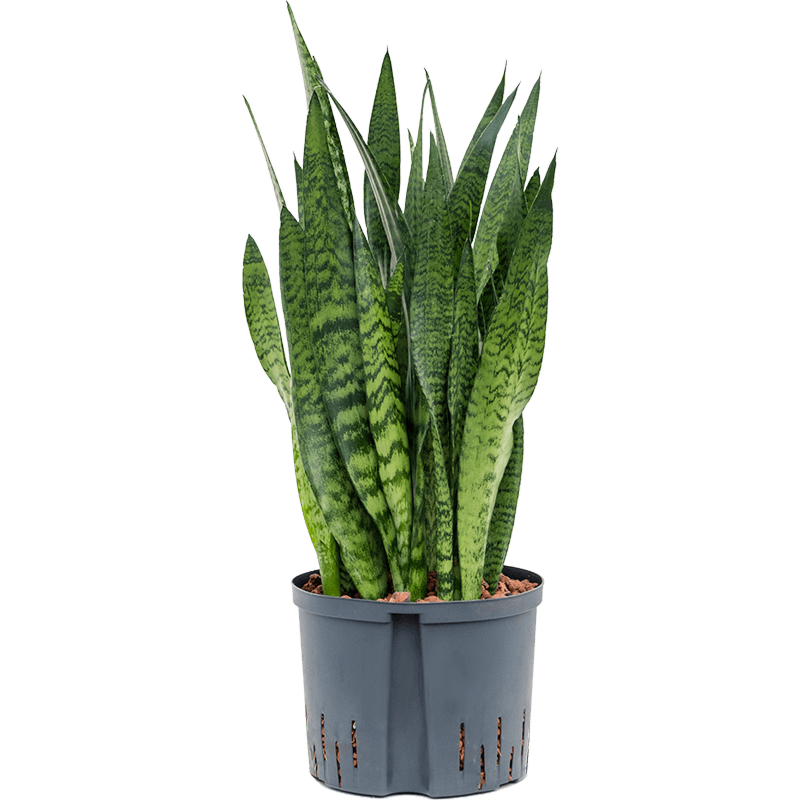 Sansevieria zeylanica