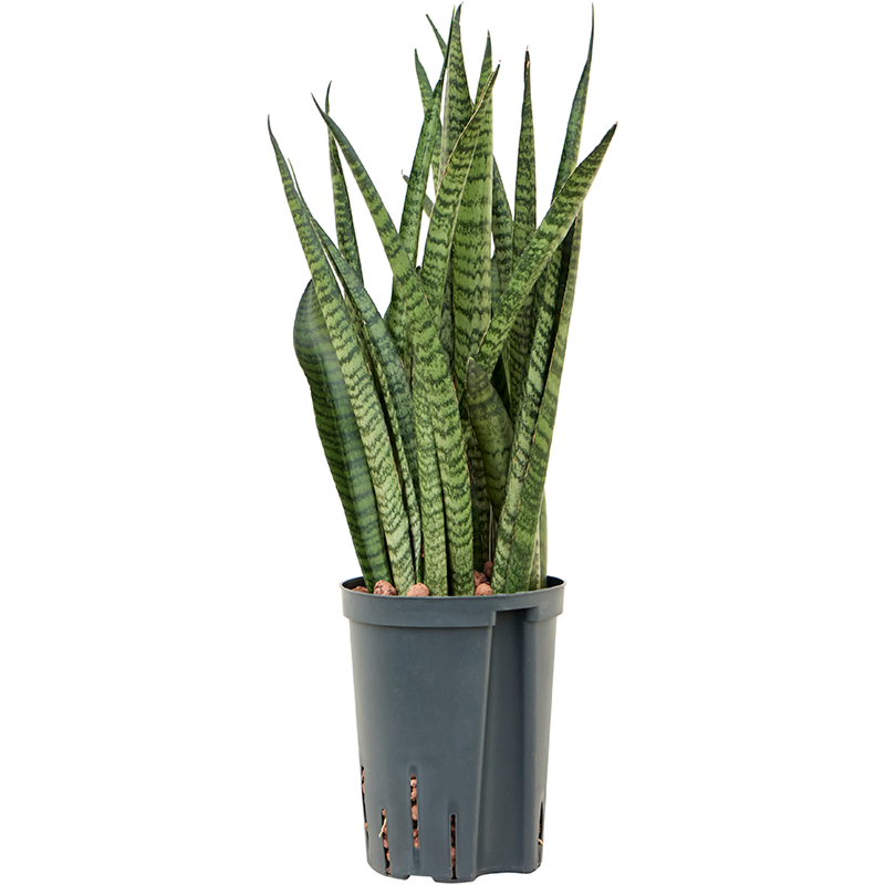 Sansevieria zeylanica 'Narrow'