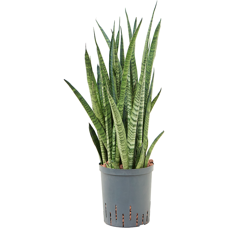 Sansevieria zeylanica 'Narrow'