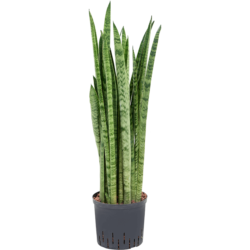Sansevieria zeylanica 'Narrow'
