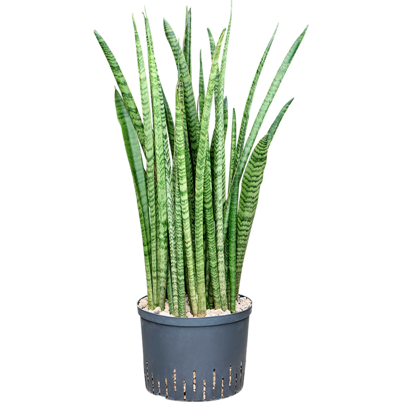 Sansevieria zeylanica 'Narrow'