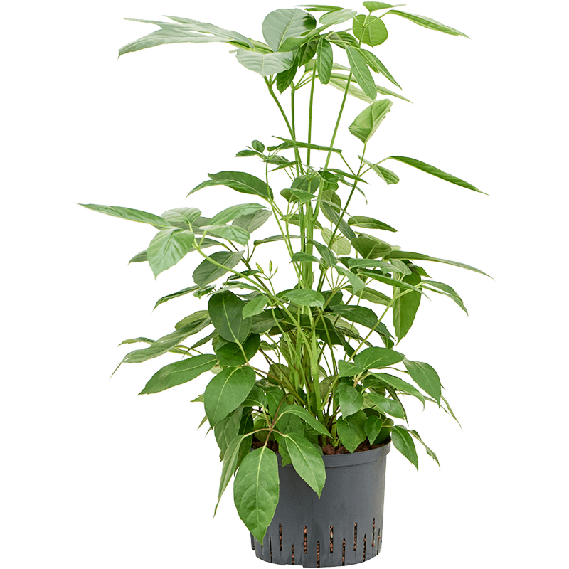 Schefflera Actinophylla