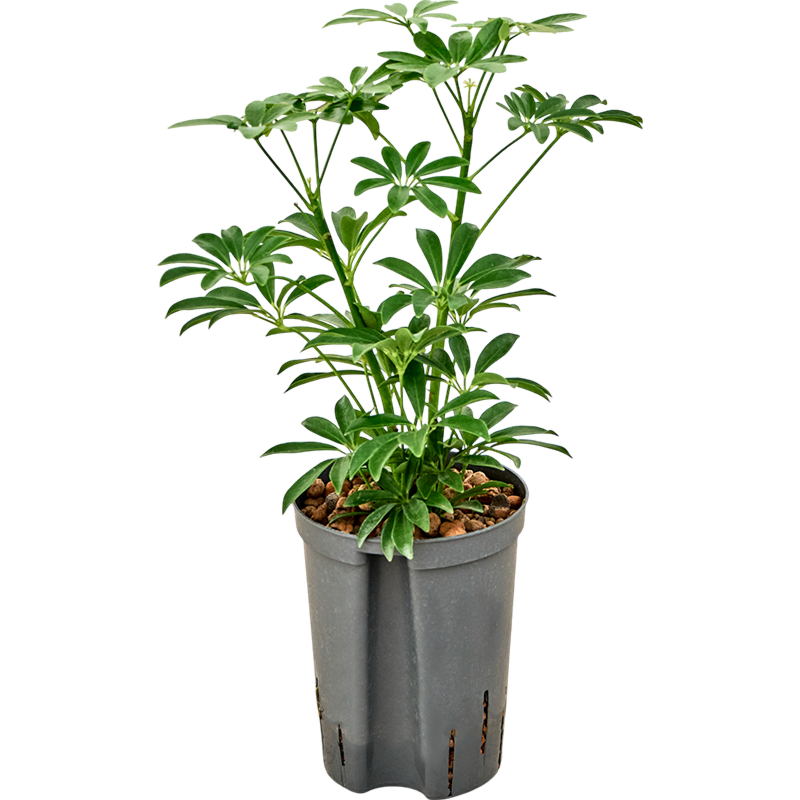 Schefflera arboricola 'Luseana'