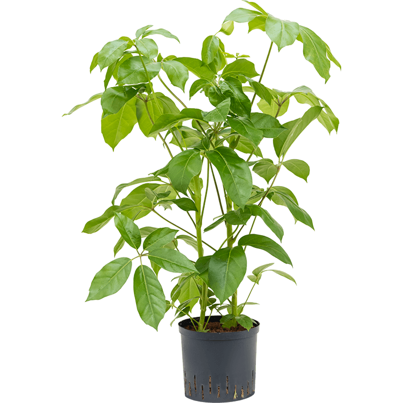 Schefflera actinophylla 'Amate'