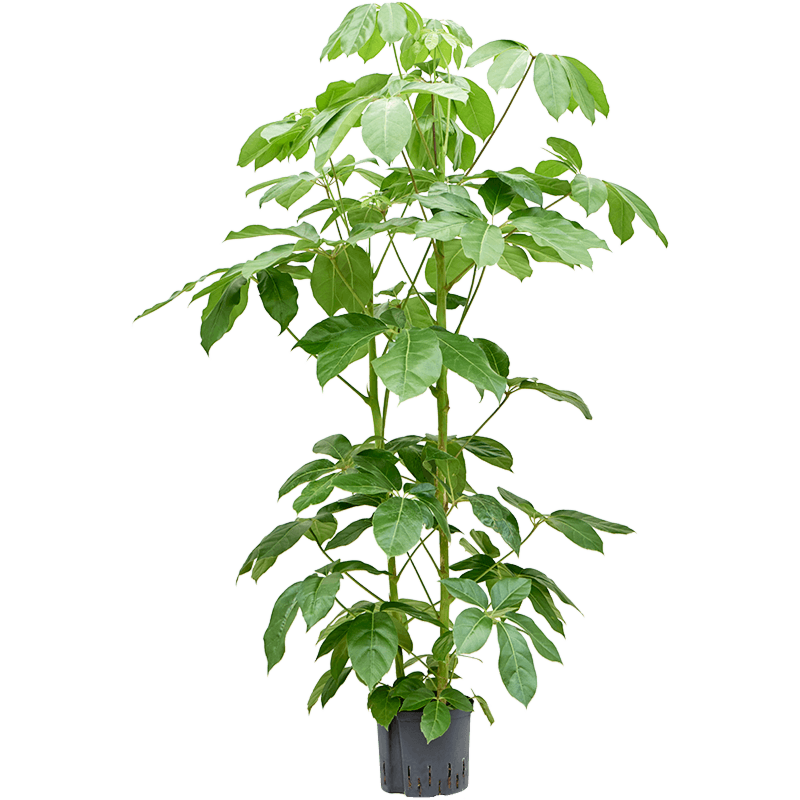 Schefflera actinophylla 'Amate'