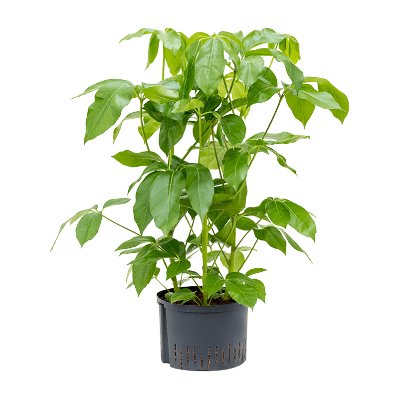 Schefflera actinophylla 'Amate'