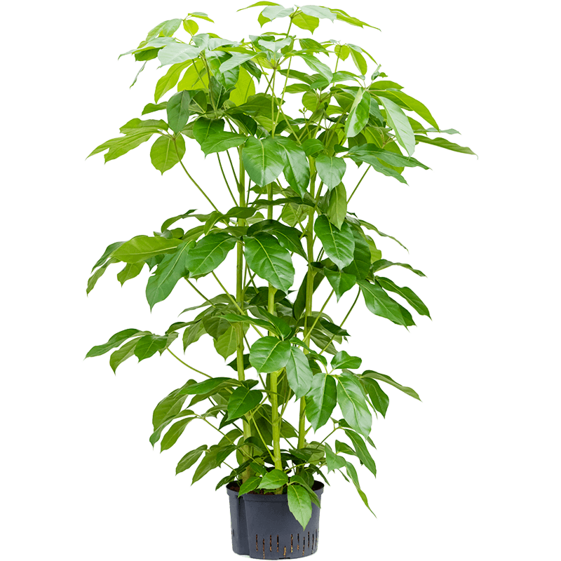 Schefflera actinophylla 'Amate'