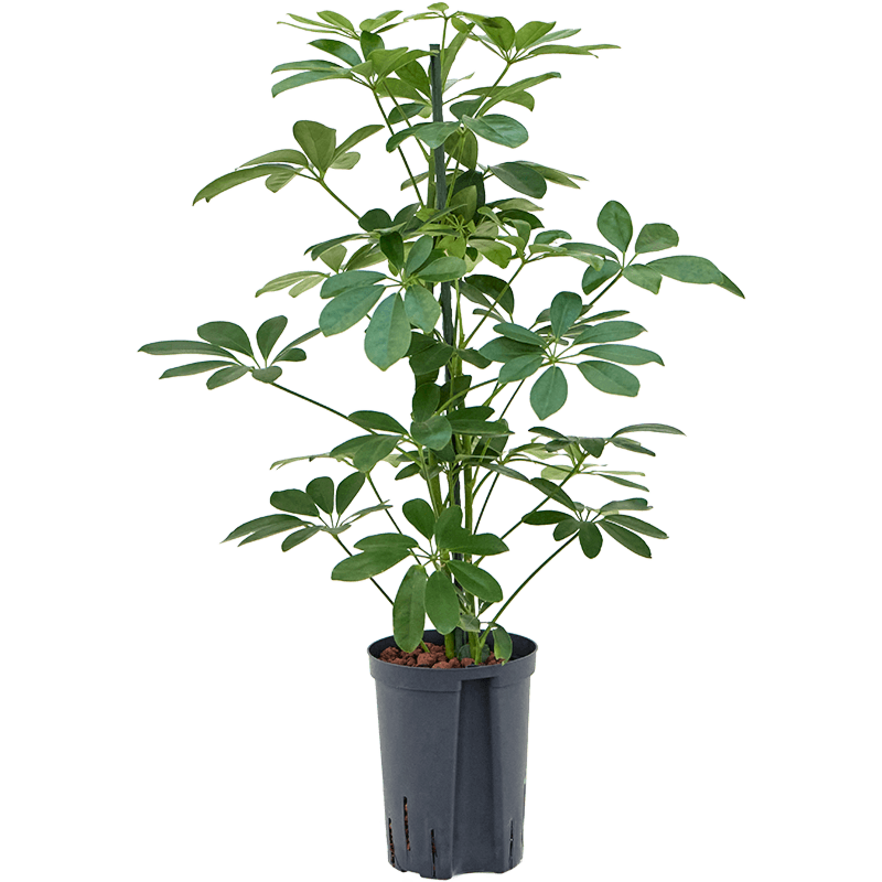 Schefflera arboricola 'Compacta'