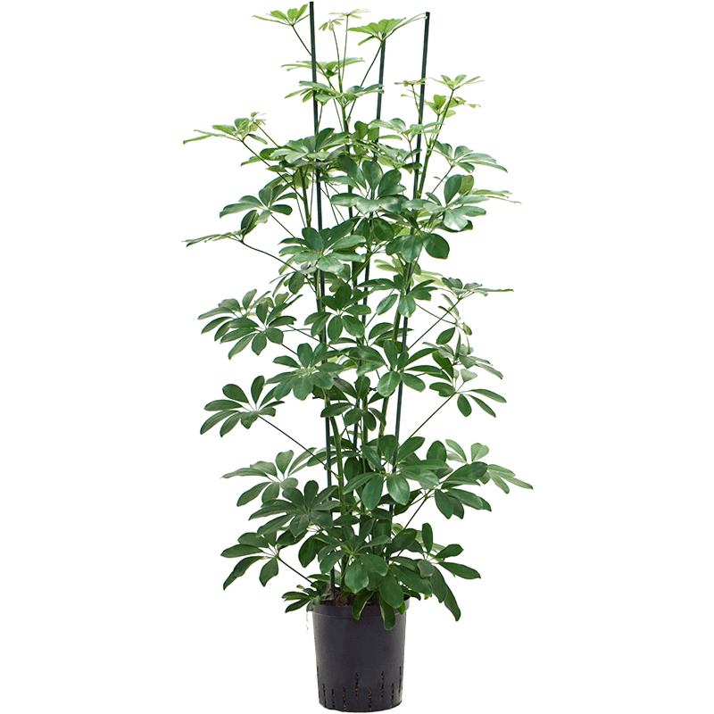 Schefflera arboricola 'Compacta'