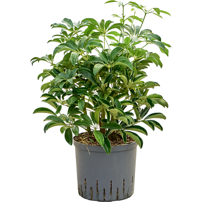 Schefflera arboricola 'Compacta'