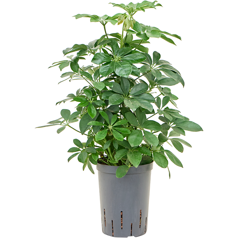 Schefflera arboricola 'Compacta'