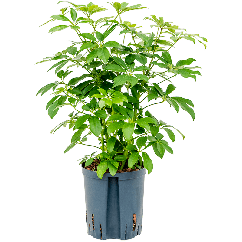 Schefflera arboricola 'Compacta'