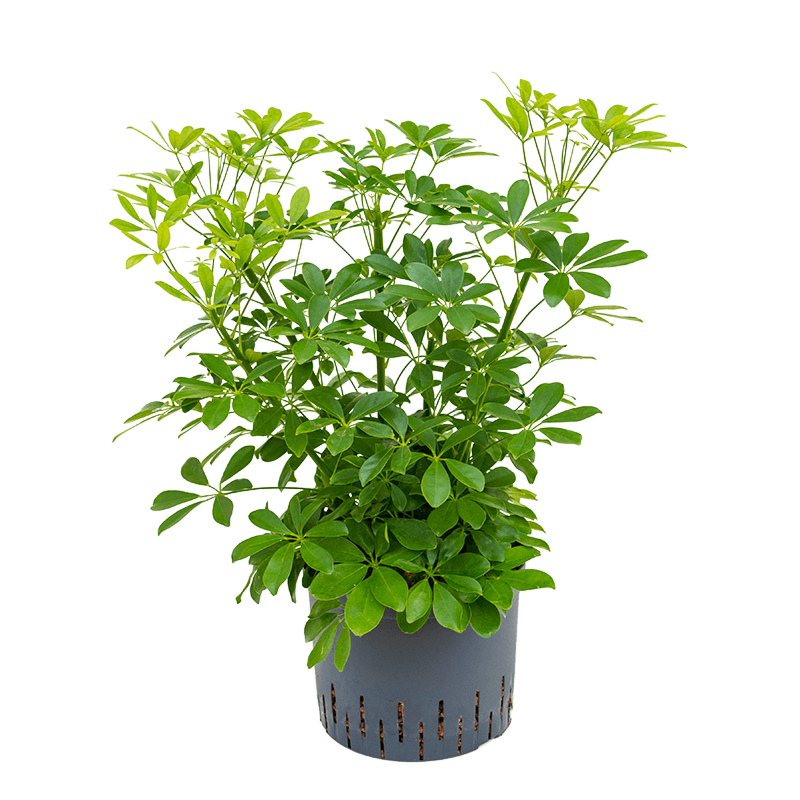 Schefflera arboricola 'Compacta'