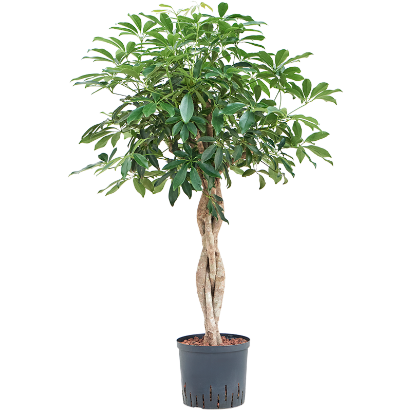 Schefflera arboricola 'Compacta'