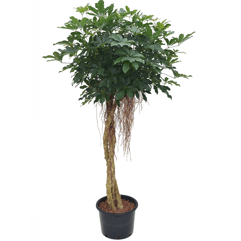 Schefflera arboricola 'Compacta'