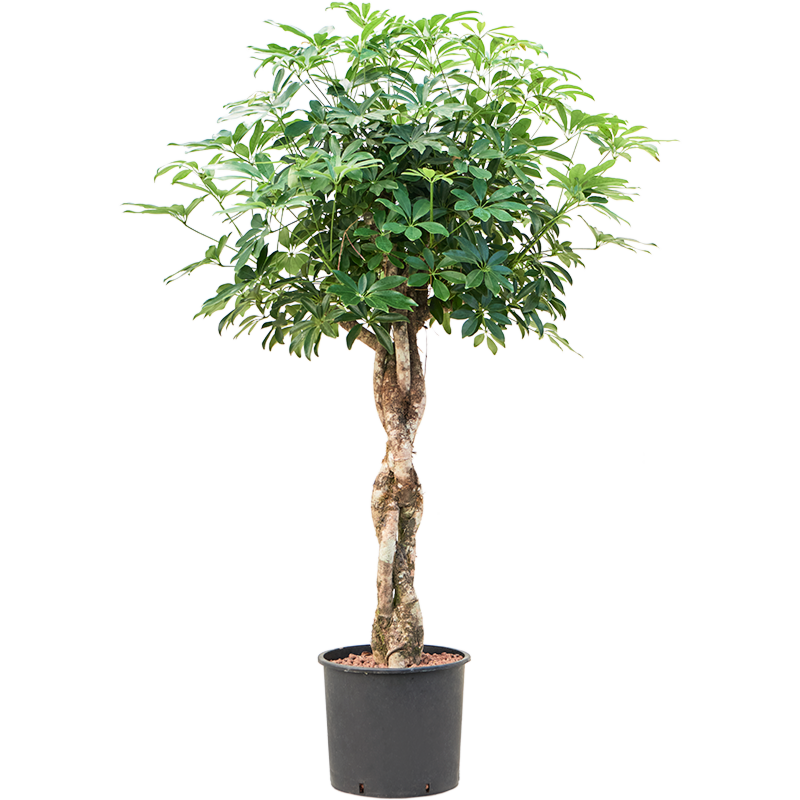 Schefflera arboricola 'Compacta'
