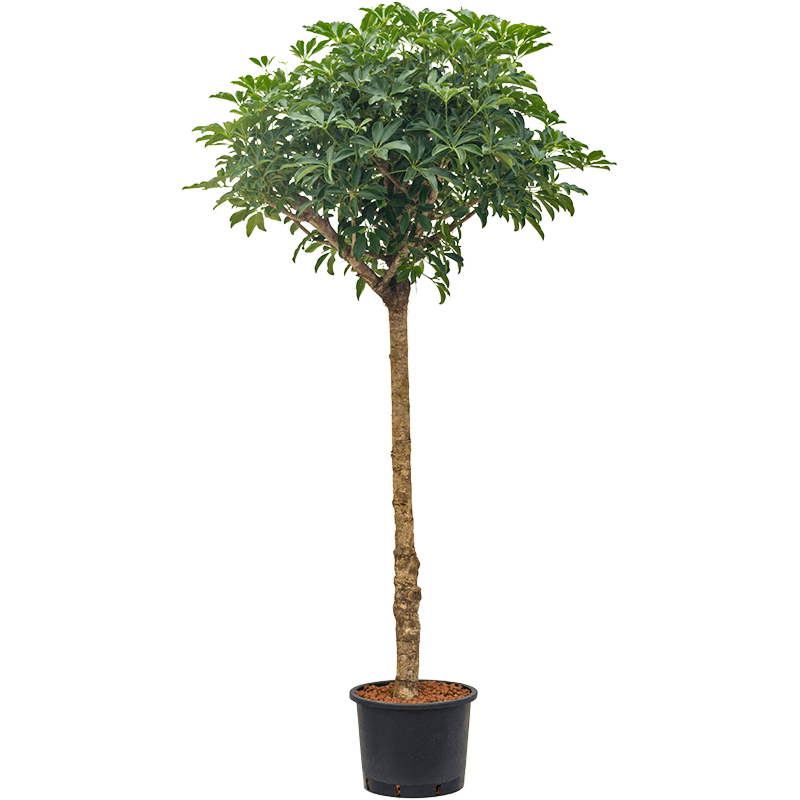 Schefflera arboricola 'Compacta'