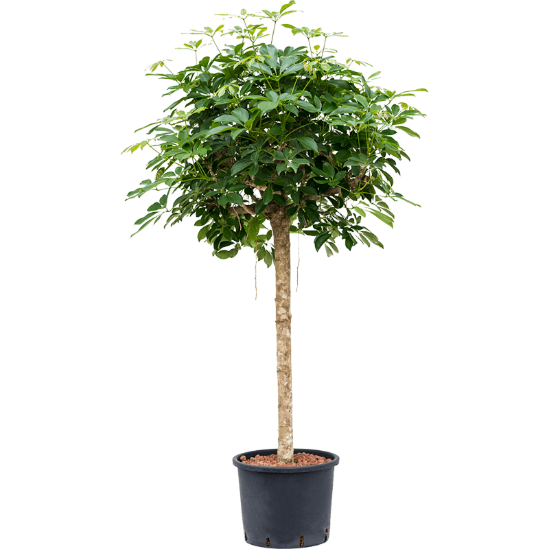 Schefflera arboricola 'Compacta'