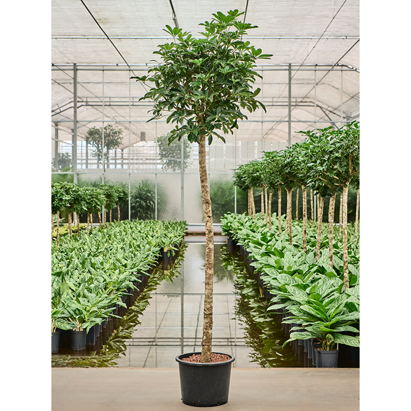 Schefflera arboricola 'Compacta'