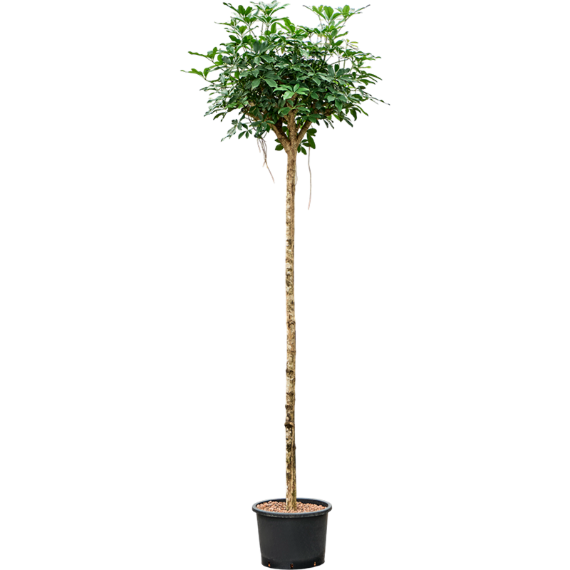 Schefflera arboricola 'Compacta'