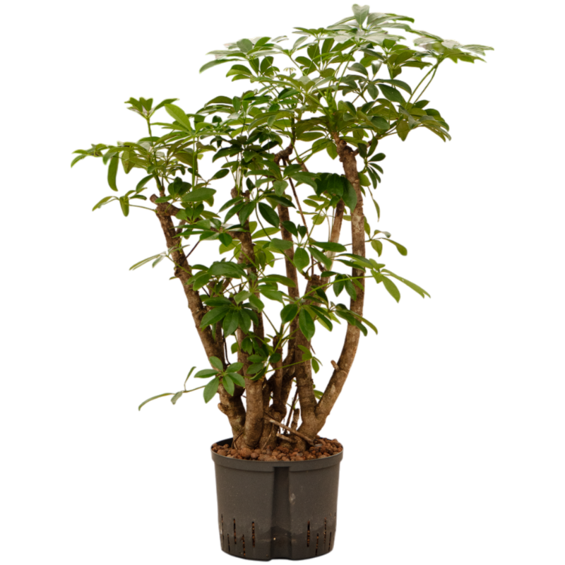 Schefflera arboricola 'Compacta'