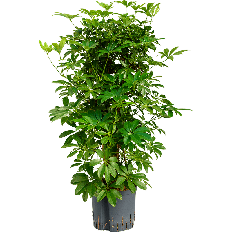 Schefflera arboricola 'Compacta'