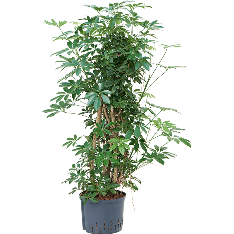 Schefflera arboricola 'Compacta'