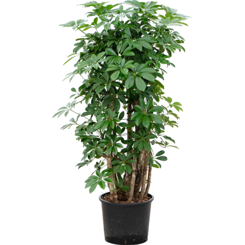 Schefflera arboricola 'Compacta'