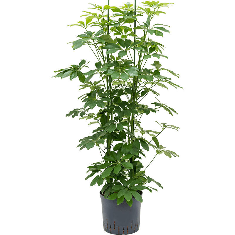 Schefflera arboricola 'Compacta'