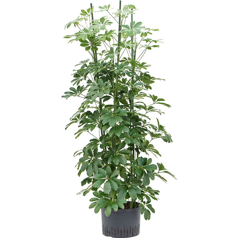 Schefflera arboricola ‘Compacta’