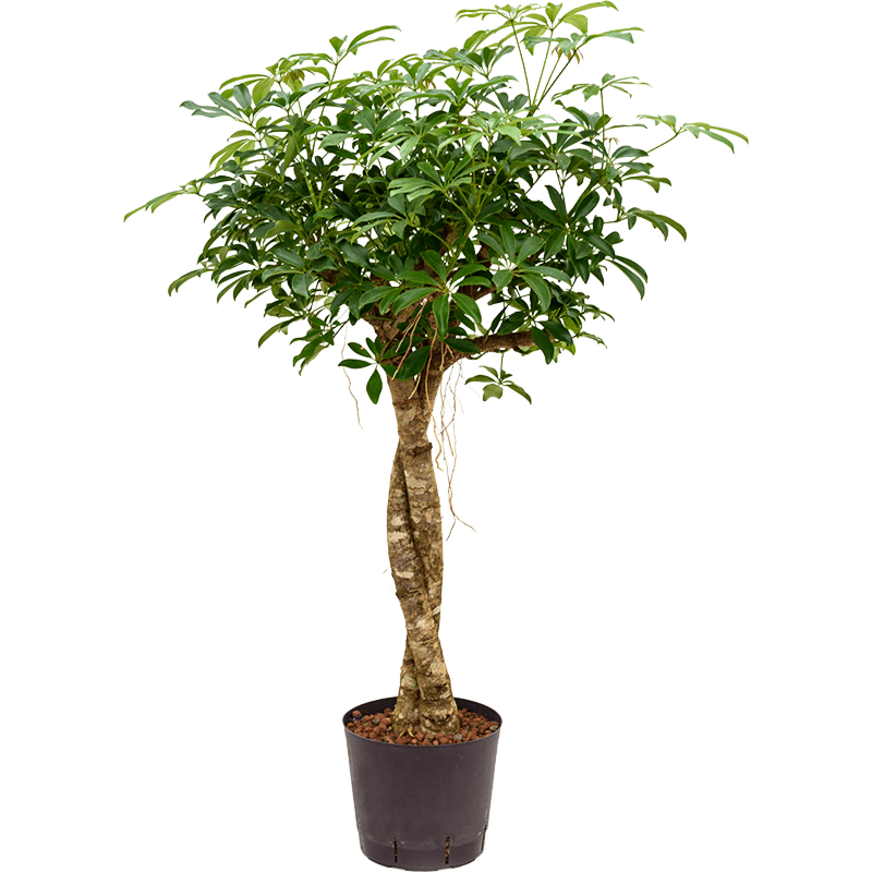 Schefflera arboricola 'Compacta'