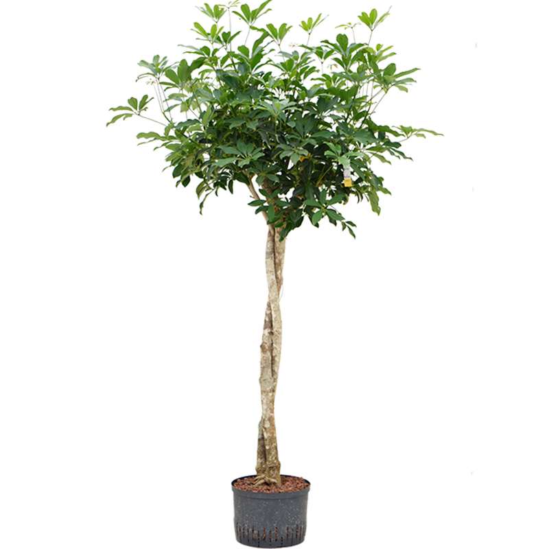 Schefflera arboricola 'Compacta'