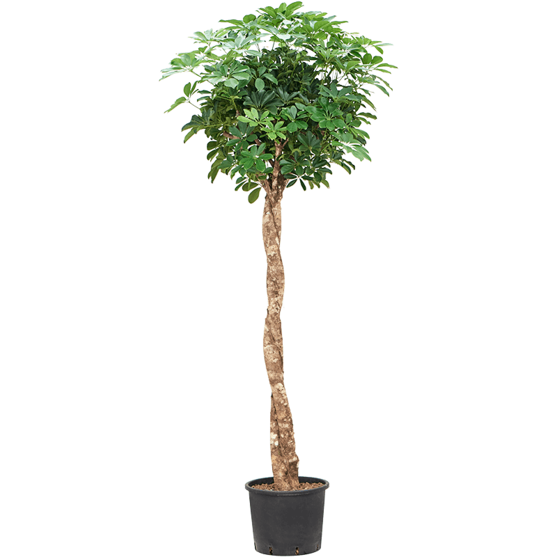 Schefflera arboricola 'Compacta'