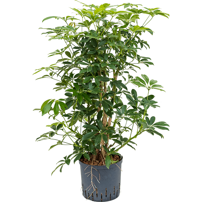 Schefflera arboricola 'Compacta'
