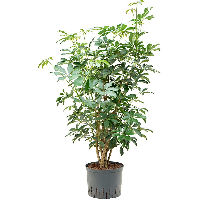 Schefflera arboricola 'Compacta'