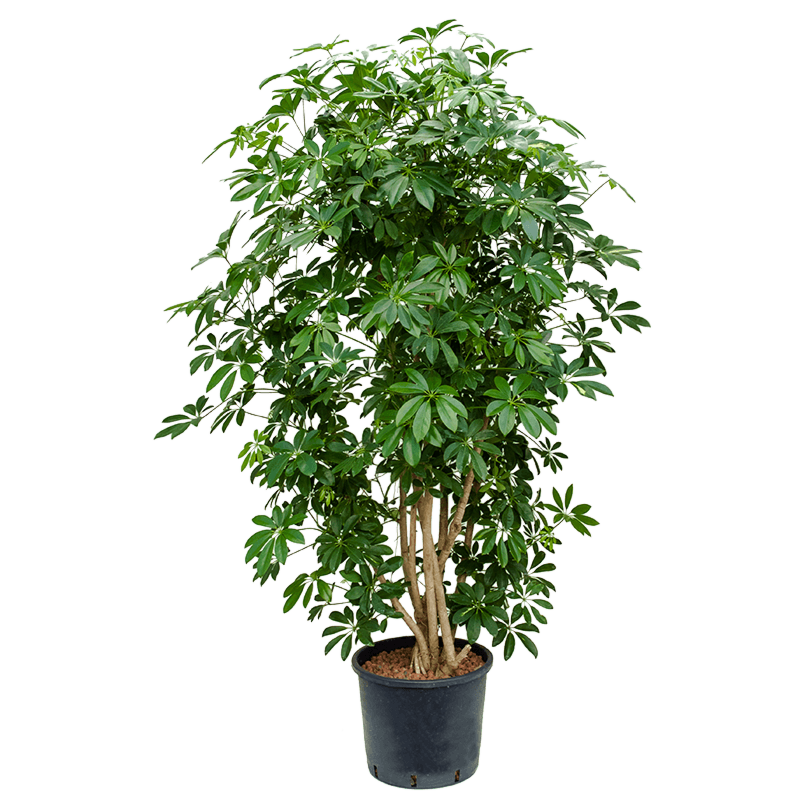 Schefflera arboricola 'Compacta'