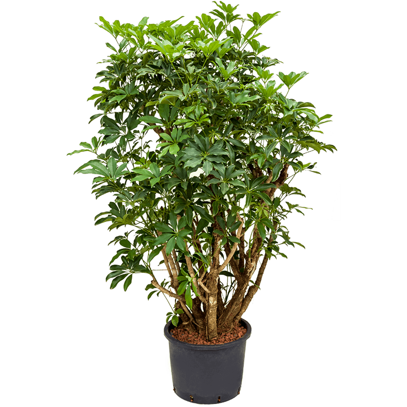 Schefflera arboricola 'Compacta'