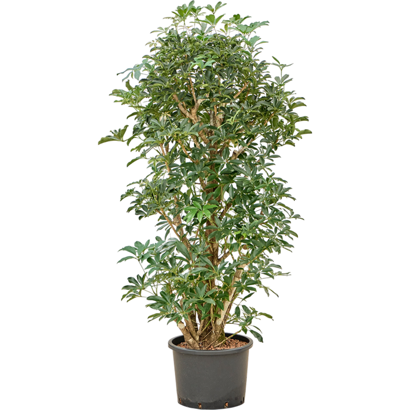 Schefflera arboricola 'Compacta'