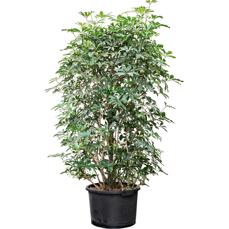 Schefflera arboricola 'Compacta'