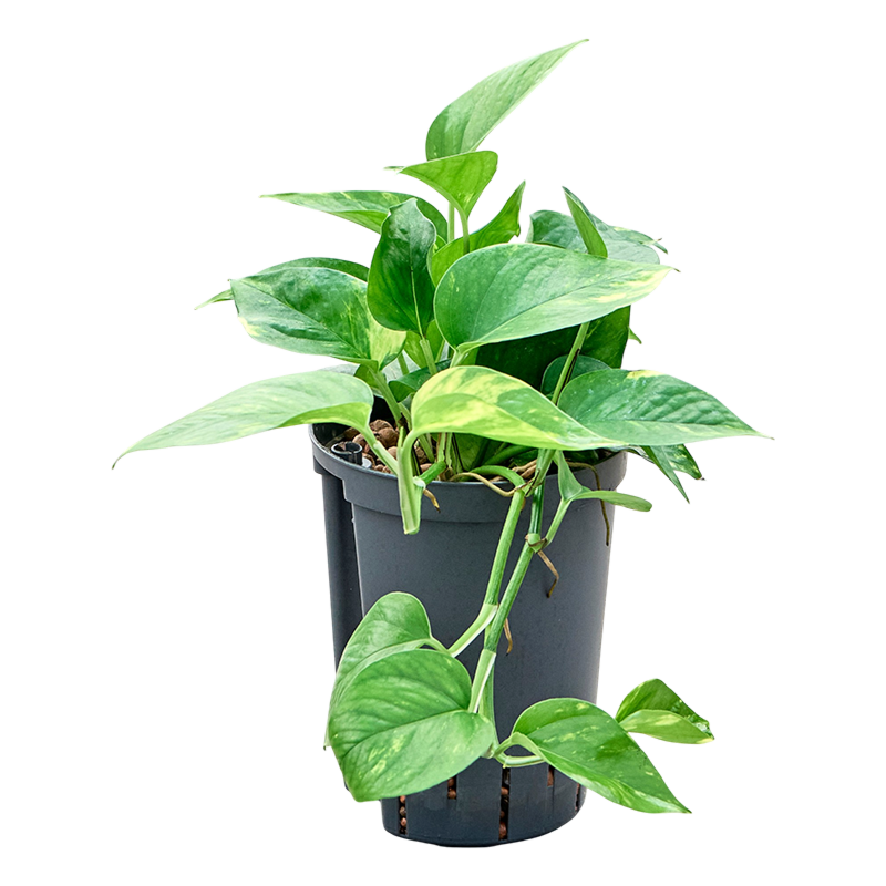 Scindapsus (Epipremnum) 'Aureum'