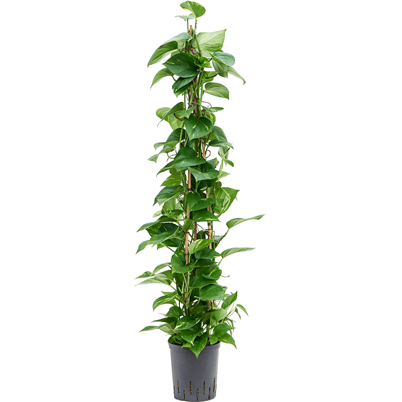 Scindapsus (Epipremnum) 'Aureum'