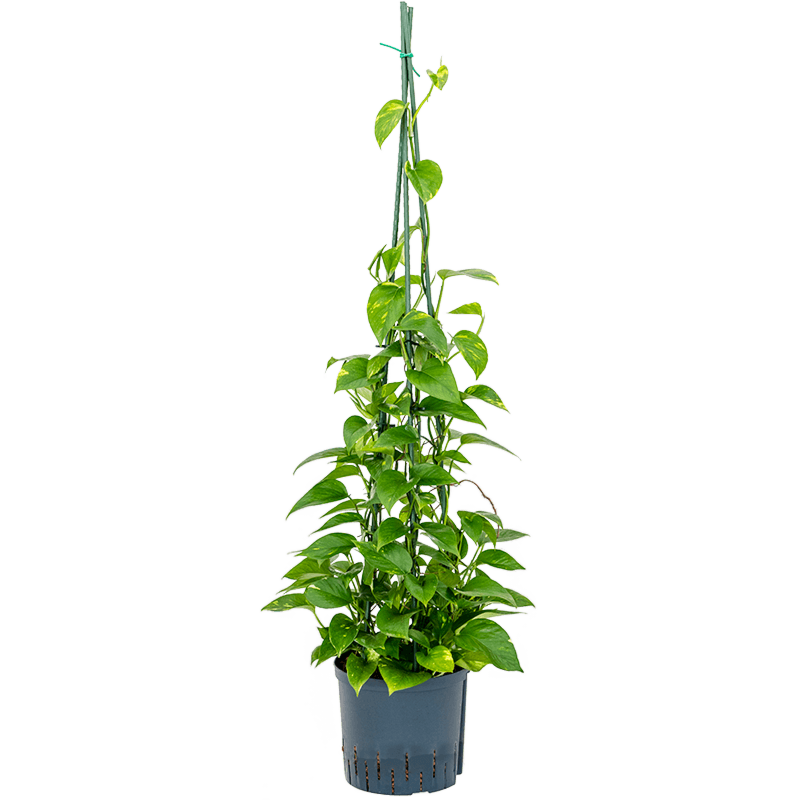 Scindapsus (Epipremnum) 'Aureum'