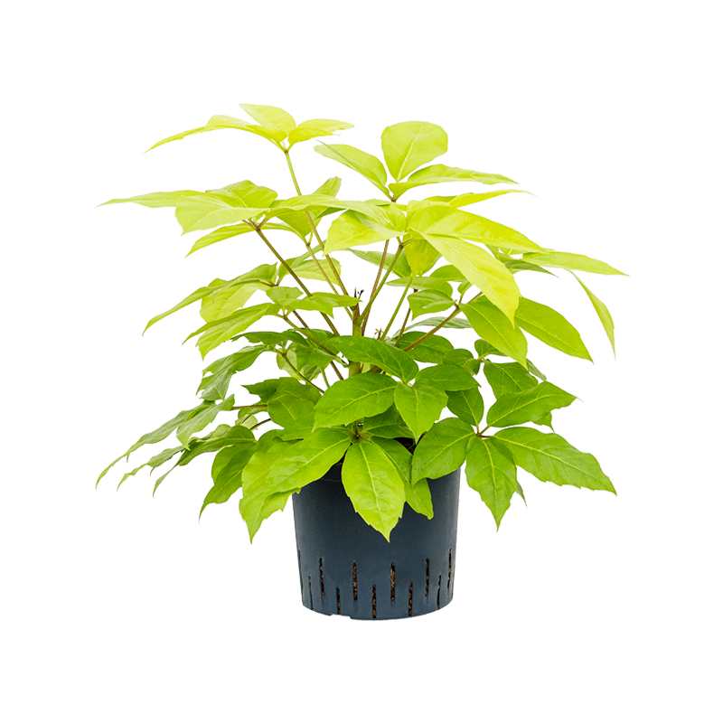 Schefflera actinophylla 'Golden Amate'