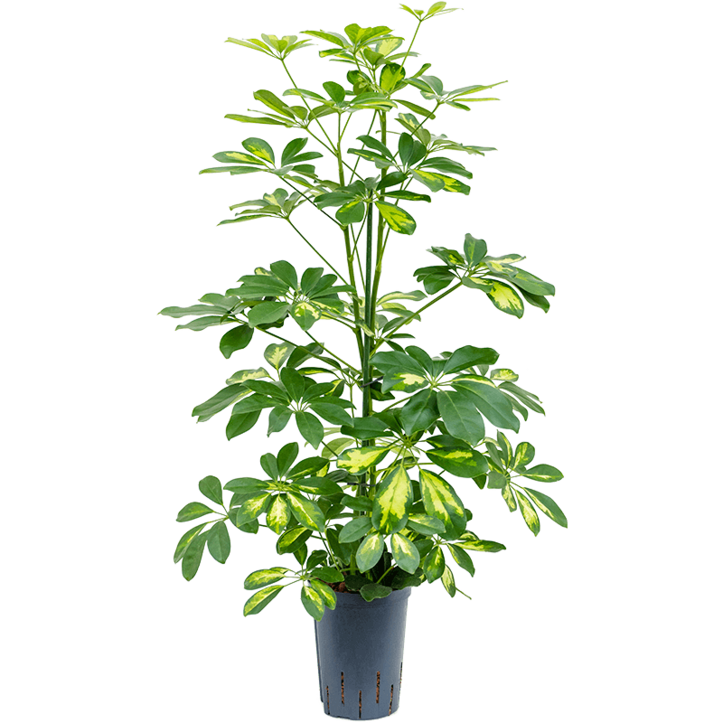 Schefflera arboricola 'Gold Capella'