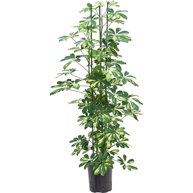 Schefflera arboricola 'Gold Capella'