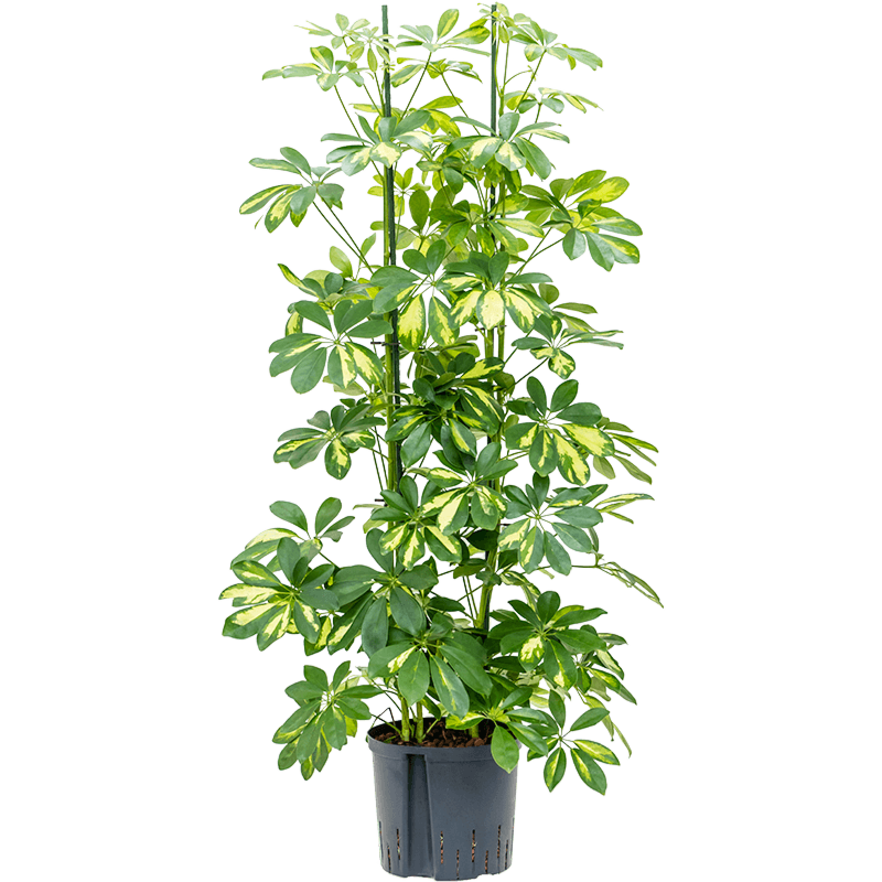 Schefflera arboricola 'Gold Capella'