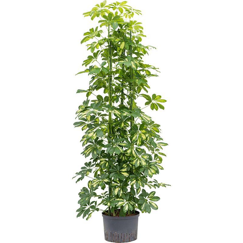 Schefflera arboricola 'Gold Capella'
