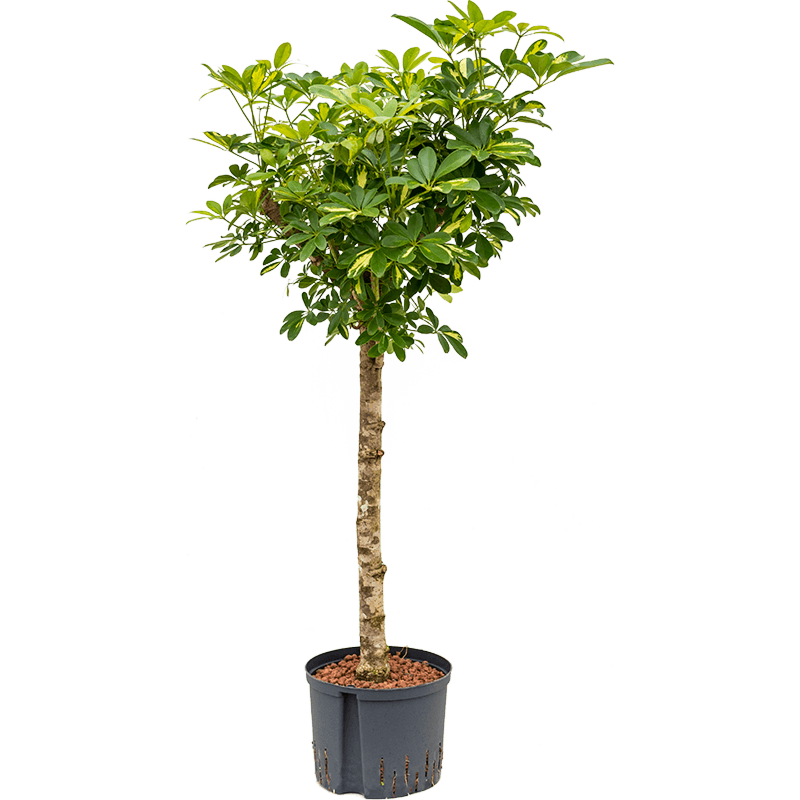 Schefflera arboricola 'Gold Capella'